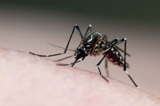 pernambuco-tem-17-mortes-provocadas-pelo-aedes-aegypti-em-2024