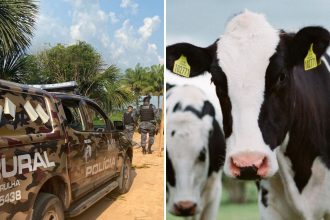 policia-prende-quadrilha-por-tentativa-de-furto-de-gados-em-mt