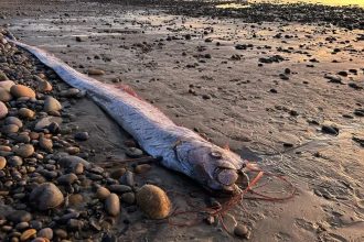 “peixe-do-juizo-final”-e-visto-na-costa-da-california-pela-terceira-vez-no-ano