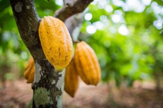 ibirataia:-mais-uma-fazenda-e-alvo-de-criminosos;-20-sacas-de-cacau-foram-furtadas-no-guloso