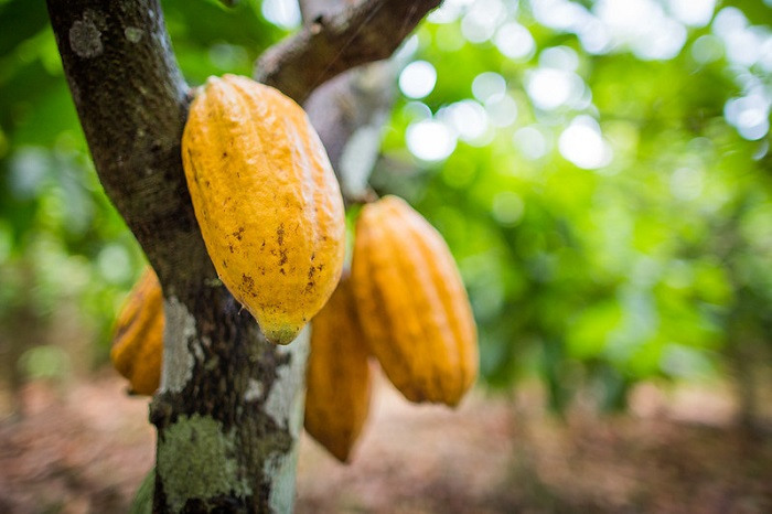 ibirataia:-mais-uma-fazenda-e-alvo-de-criminosos;-20-sacas-de-cacau-foram-furtadas-no-guloso