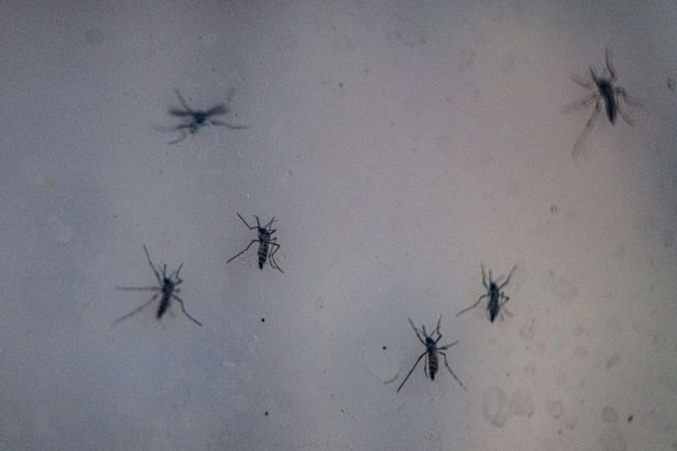 sao-paulo-realiza-dia-d-de-prevencao-e-combate-a-dengue