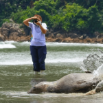 elefante-marinho-retorna-ao-mar-apos-ficar-sete-dias-encalhada-em-praia-de-sp