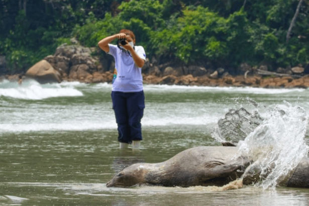 elefante-marinho-retorna-ao-mar-apos-ficar-sete-dias-encalhada-em-praia-de-sp