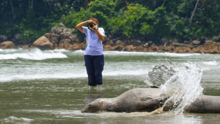 elefante-marinho-retorna-ao-mar-apos-ficar-sete-dias-encalhada-em-praia-de-sp