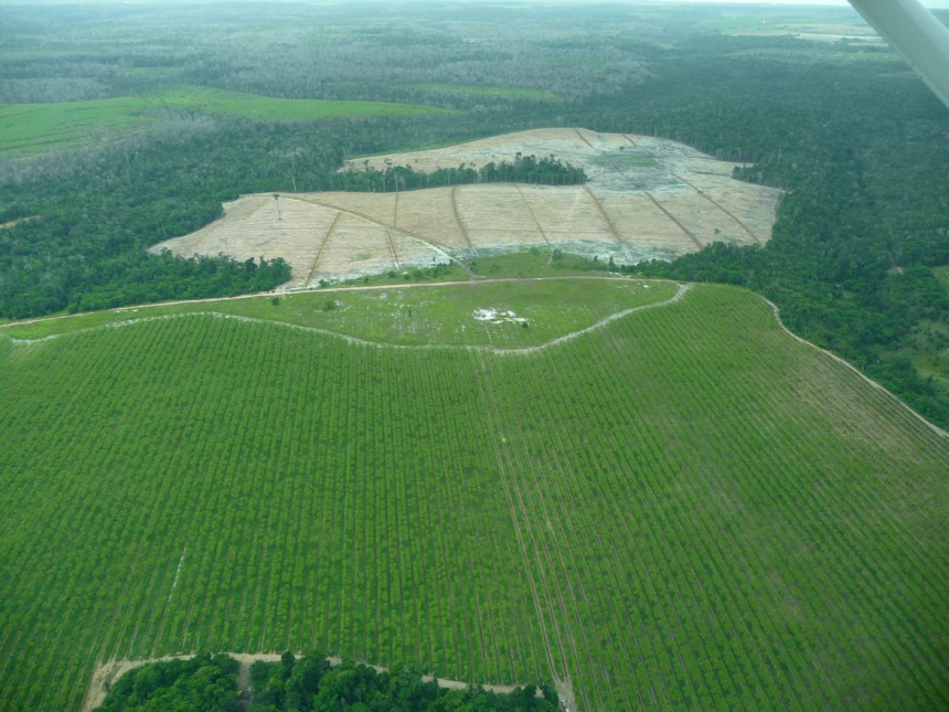 maior-parte-da-mata-atlantica-tem-menos-de-30%-de-vegetacao-nativa