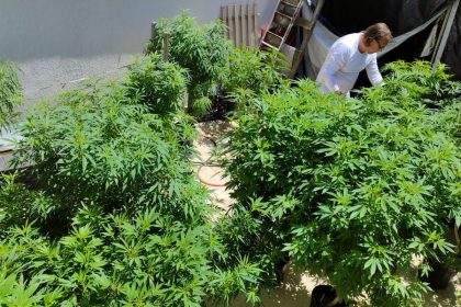 brasil-atingiu-a-marca-de-672-mil-pacientes-que-se-tratam-com-cannabis