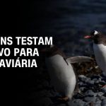 oms-pede-vigilancia-mais-forte-para-gripe-aviaria-h5n1-entre-os-animais