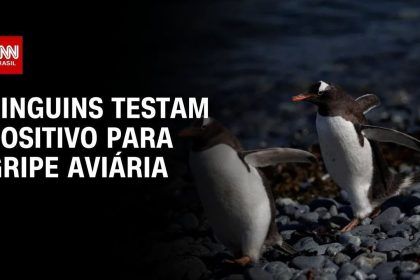 oms-pede-vigilancia-mais-forte-para-gripe-aviaria-h5n1-entre-os-animais