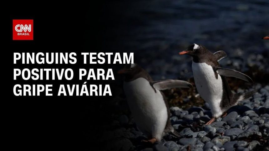 oms-pede-vigilancia-mais-forte-para-gripe-aviaria-h5n1-entre-os-animais