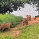 8-capivaras-sob-risco-foram-resgatadas-em-uma-semana-no-df;-veja-imagens