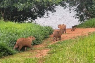 8-capivaras-sob-risco-foram-resgatadas-em-uma-semana-no-df;-veja-imagens