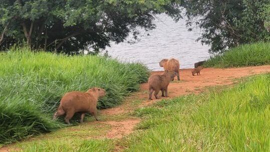 8-capivaras-sob-risco-foram-resgatadas-em-uma-semana-no-df;-veja-imagens