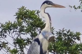 veterinario-encontra-garca-com-um-copo-plastico-entalado-dentro-do-pescoco-no-rj