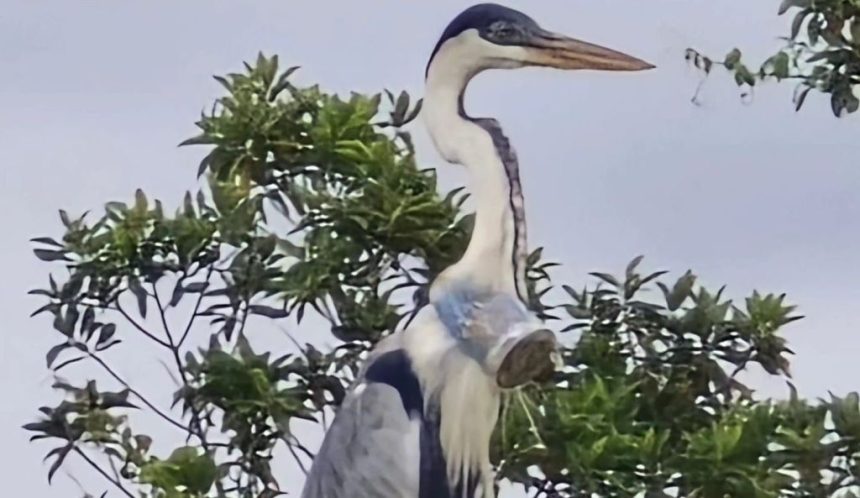 veterinario-encontra-garca-com-um-copo-plastico-entalado-dentro-do-pescoco-no-rj