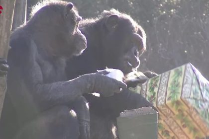 video:-animais-em-zoologico-de-roma-recebem-presentes-de-natal