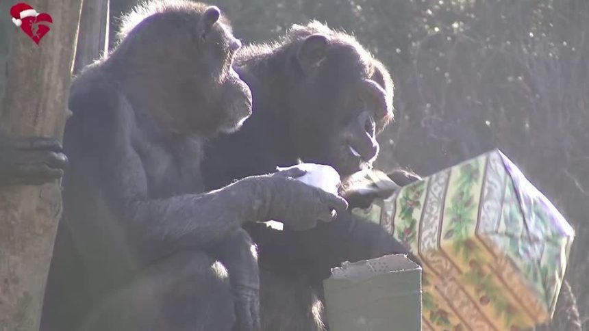 video:-animais-em-zoologico-de-roma-recebem-presentes-de-natal