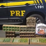 prf-resgata-mais-de-130-aves-silvestres-transportadas-ilegalmente-na-br-101