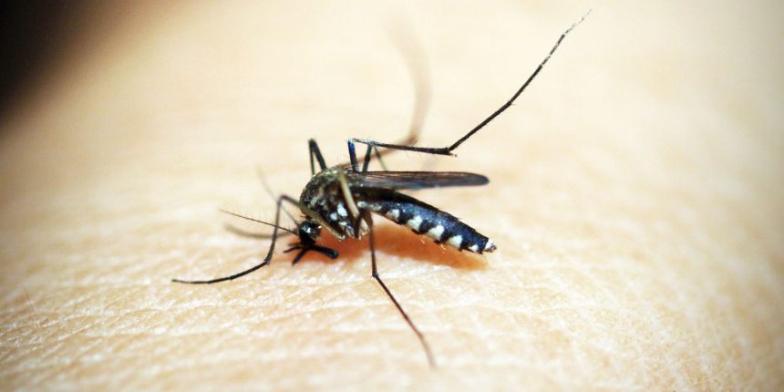 estado-do-rio-tem-810-casos-de-dengue-nas-primeiras-semanas-do-ano