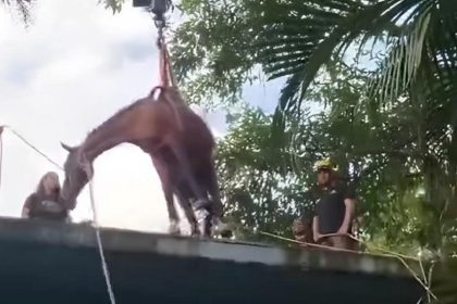 cavalo-e-resgatado-de-laje-apos-inundacao-em-peruibe-(sp);-veja-video