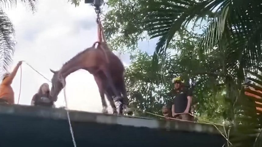 cavalo-e-resgatado-de-laje-apos-inundacao-em-peruibe-(sp);-veja-video