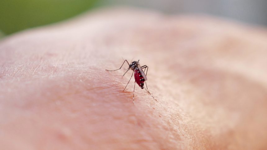 casos-de-dengue-em-2024-passam-de-6,4-milhoes;-mortes-somam-5,9-mil