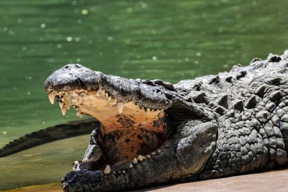 crianca-e-morta-por-crocodilo-na-frente-dos-pais-na-indonesia