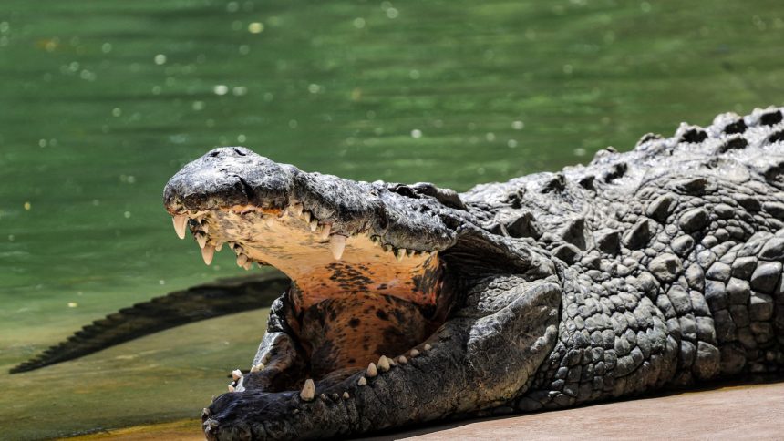 crianca-e-morta-por-crocodilo-na-frente-dos-pais-na-indonesia