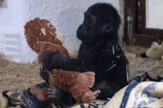 gorila-de-5-meses-e-encontrado-em-caixa-durante-voo-em-istambul