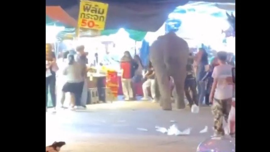 elefante-se-assusta-com-fogo-de-artificio-e-fere-5-pessoas-na-tailandia