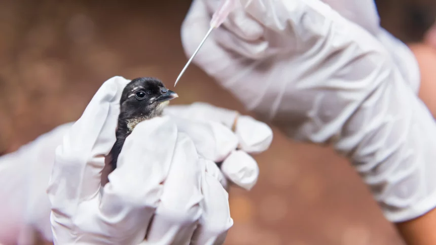 risco-de-gripe-aviaria-a-populacao-segue-baixo,-mas-mutacao-preocupa