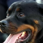 cao-rottweiler-escapa-de-coleira-e-ataca-adolescente-na-rua-em-sp