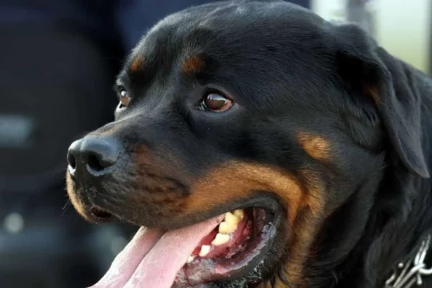 cao-rottweiler-escapa-de-coleira-e-ataca-adolescente-na-rua-em-sp