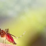 dia-d-contra-dengue-promove-acoes-de-conscientizacao-em-todo-o-brasil