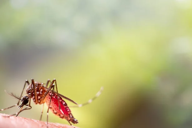 dia-d-contra-dengue-promove-acoes-de-conscientizacao-em-todo-o-brasil