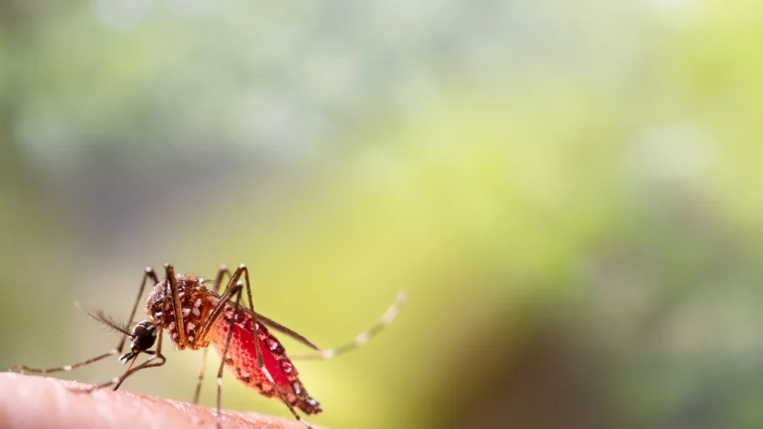 dia-d-contra-dengue-promove-acoes-de-conscientizacao-em-todo-o-brasil