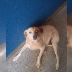 video-mostra-reencontro-entre-dona-e-cadela-desaparecida:-“emocionante”