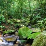 reflorestamento-em-areas-privadas-ajuda-a-preservar-mata-atlantica