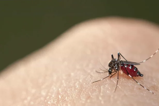 chikungunya-matou-mais-ate-agosto-deste-ano-do-que-em-todo-2023,-alerta-fiocruz