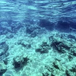 apenas-5%-dos-recursos-dos-oceanos-sao-conhecidos,-diz-pesquisadora