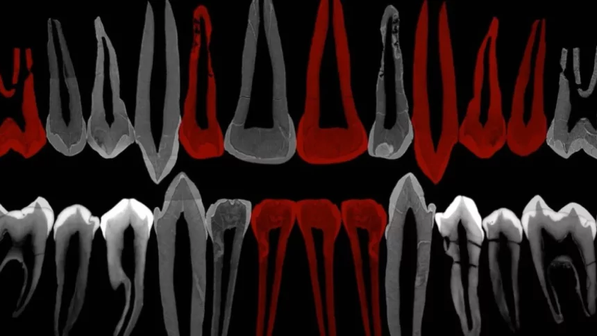 dentes-de-adolescente-de-1,8-milhao-de-anos-mostram-pistas-de-evolucao-do-crescimento-humano