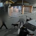 mulher-ve-familia-ser-assaltada,-vai-em-casa-e-solta-seu-pitbull;-video