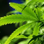 stj-autoriza-cultivo-de-cannabis-para-fins-medicinais