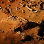 fossil-de-80-milhoes-de-anos-do-interior-de-sp-revela-evolucao-do-cerebro-das-aves