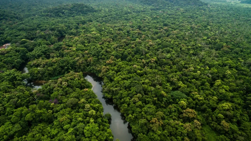 amazonia:-governo-federal-destinara-r$-700-mi-para-combater-desmatamento-e-recuperar-areas