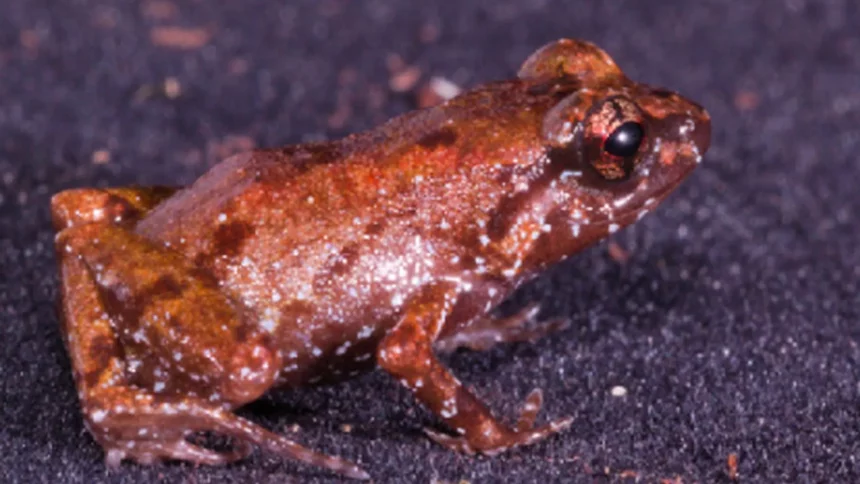 pesquisadores-identificam-nova-especie-de-sapo-na-amazonia