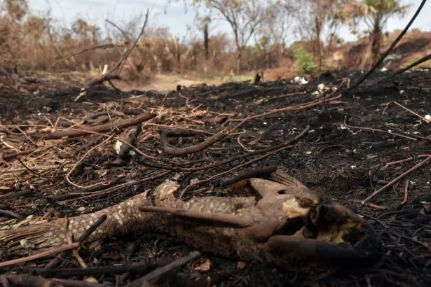 exercito-e-multado-em-r$-6,5-milhoes-por-incendio-no-parque-nacional-do-itatiaia