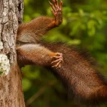esquilo-preso-em-arvore-vence-concurso-de-comedia-fotografica;-confira