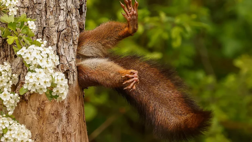 esquilo-preso-em-arvore-vence-concurso-de-comedia-fotografica;-confira