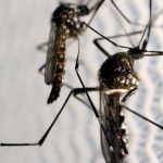 obitos-por-dengue-chegam-a-14-em-sao-paulo-e-a-21-no-brasil-em-2025